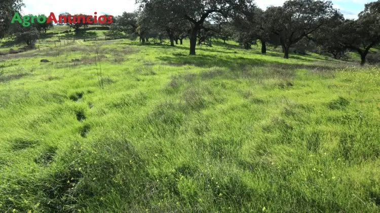 Alquiler  de Finca ganadera en Sevilla