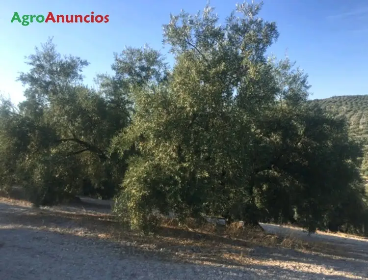 Venta  de Finca con olivos tradicionales de regadío en Córdoba