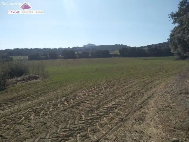 Finca Rustica 17 Hectareas Castillazuelo Olivos