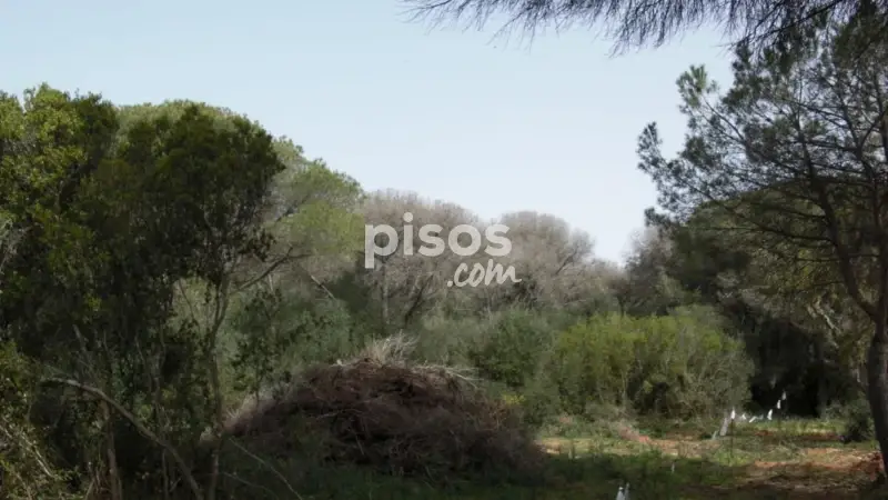 Finca Rústica en Venta en La Muela Vejer