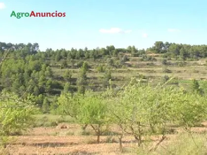 Venta  de Terreno de almendros y pinar maderable en Tarragona