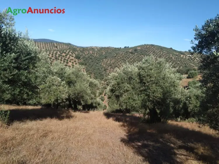 Venta  de Finca de olivos con casa y nave en Córdoba