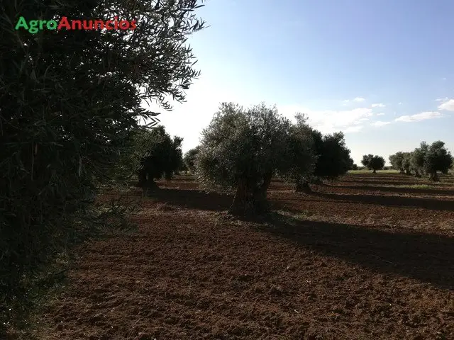 Venta  de Finca de olivar en Toledo