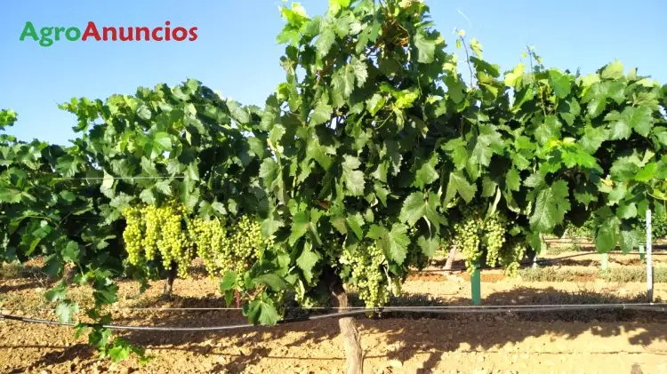 Venta  de Finca con cepas de sauvignon con riego por goteo en Toledo