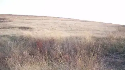 Finca Rústica en Venta Aguzadera 11300m2
