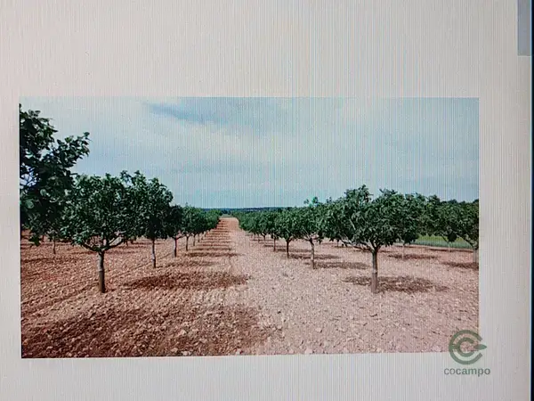 Finca de Regadío en Albacete 76 Hectareas Pistacho y Almendro