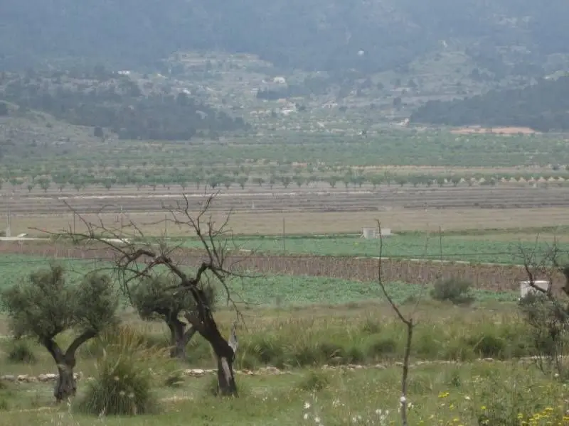 Venta Parcela Hondon de las Nieves 2000m2
