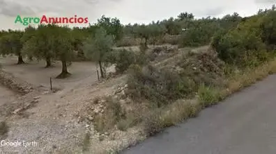 Venta  de Finca con olivos y algarrobos en Castellón