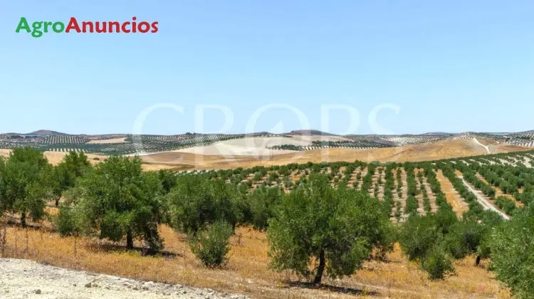 Venta  de Finca de olivos en Jaén