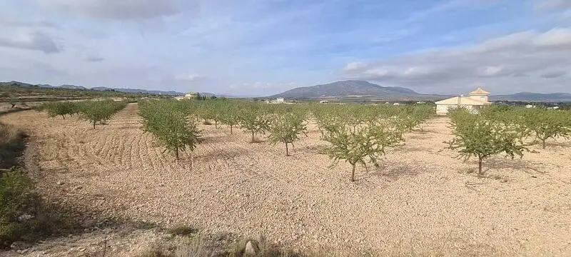 Terreno en Venta Pinoso Alicante