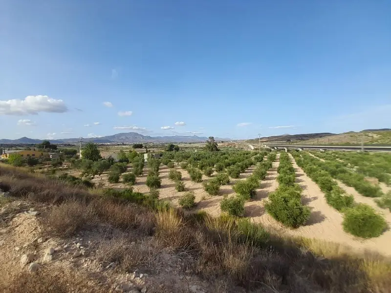 Venta Parcelas El Rabosero Aspe 47048m2 Olivos Casa Aperos