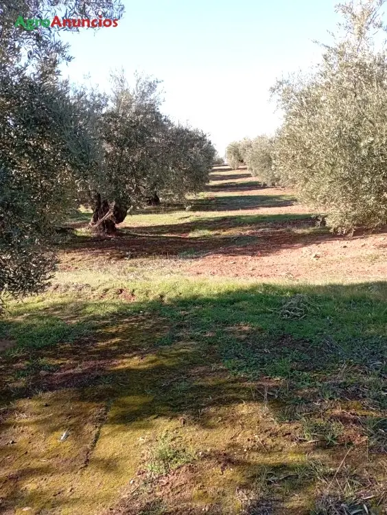 Venta  de Finca de olivos de regadio en Jaén