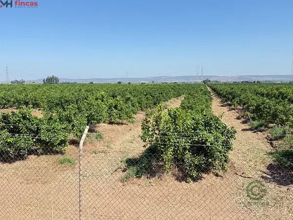 Finca Citricola 137 Ha Cantillana Sevilla Alta Rentabilidad