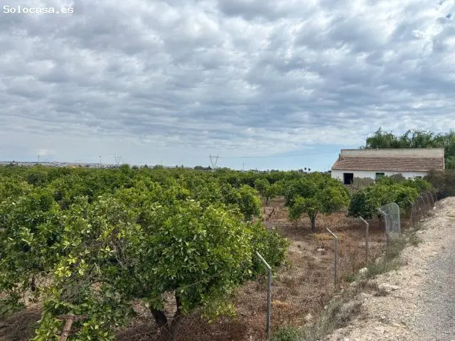 Parcela 5000m2 Casa Guardamar Naranjos