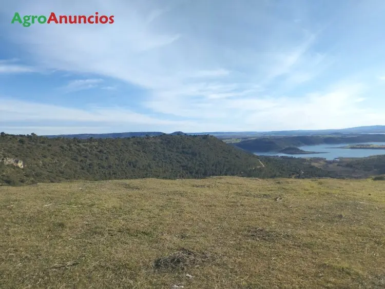 Venta  de Finca de olivar en Guadalajara