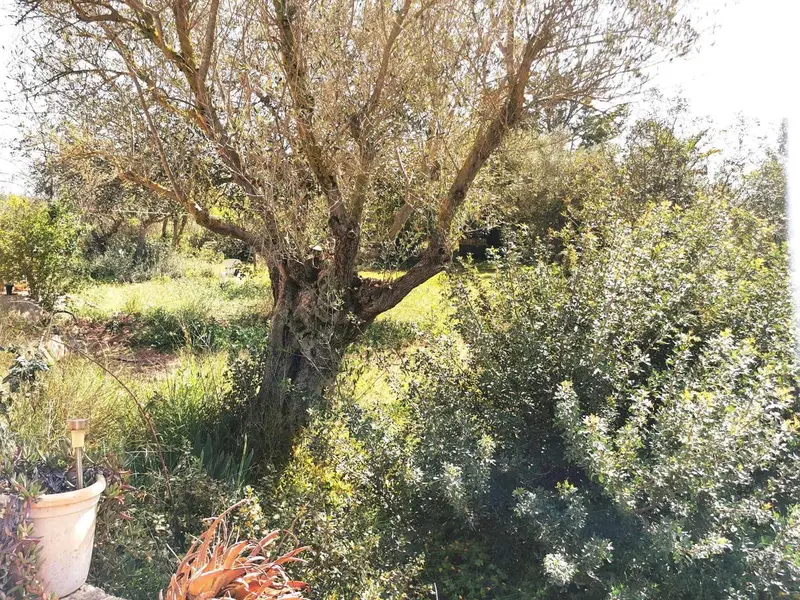Finca/Casa Rural en venta en Manacor, Mallorca