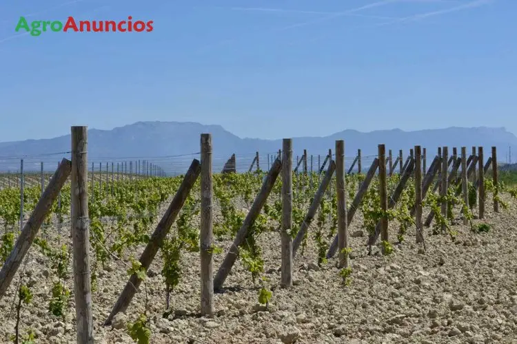 Venta  de Finca de viñas emparradas de regadío en La Rioja