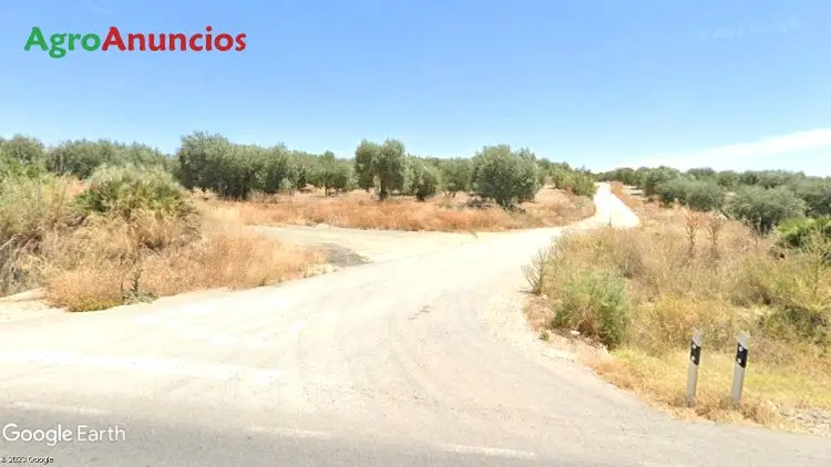 Venta  de Finca de olivos en Sevilla