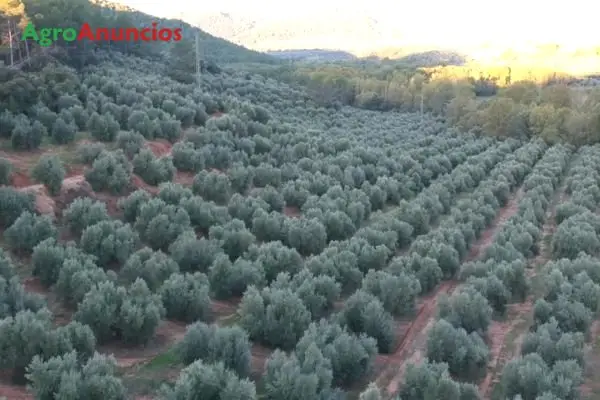 Venta Finca Olivos Regadío Jaén 2500 Olivos