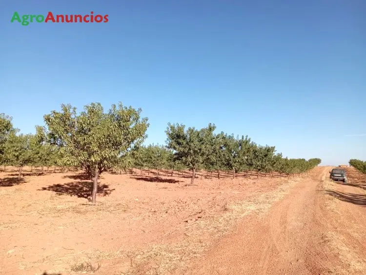 Venta  de Finca de regadío con almendros marinada en Ciudad Real