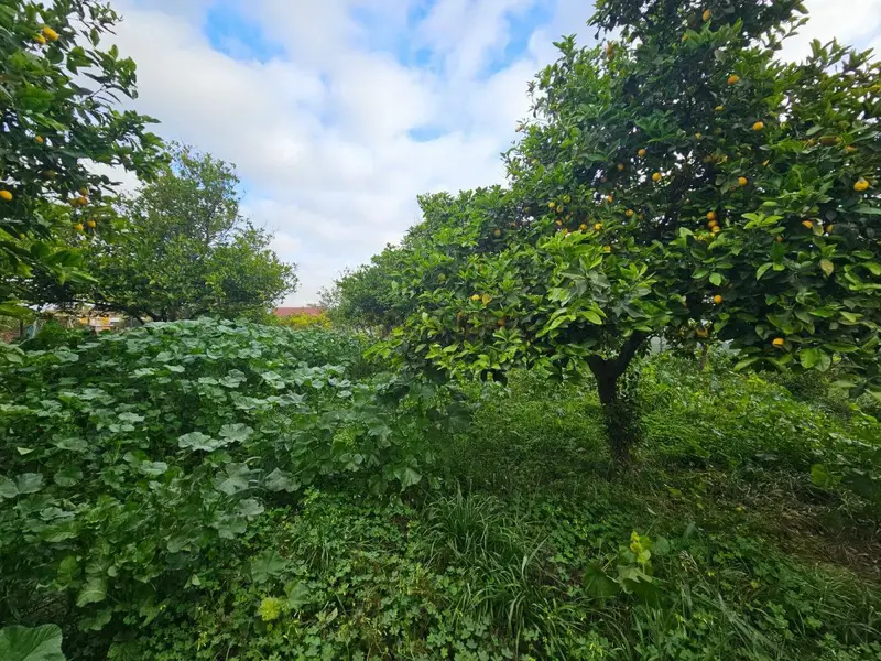 Venta Finca Rustica Churriana 600m2 Arboles Frutales