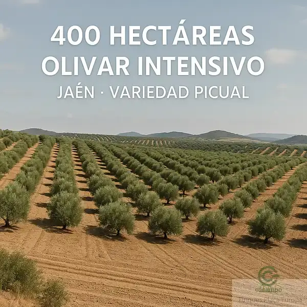 Finca de Olivar 400 Hectareas Jaen