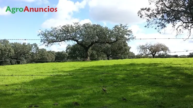 Venta  de Finca ganadera cerca de cáceres en Cáceres