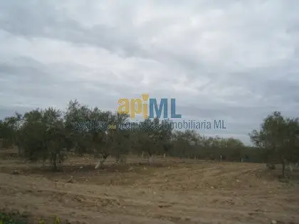 Finca Rustica Venta Sevilla 350 Hectareas Olivar
