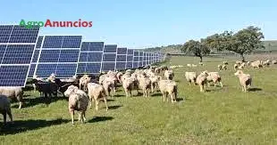 Demanda  de Fincas rústicas para la instalación de plantas fotovoltaicas en Badajoz