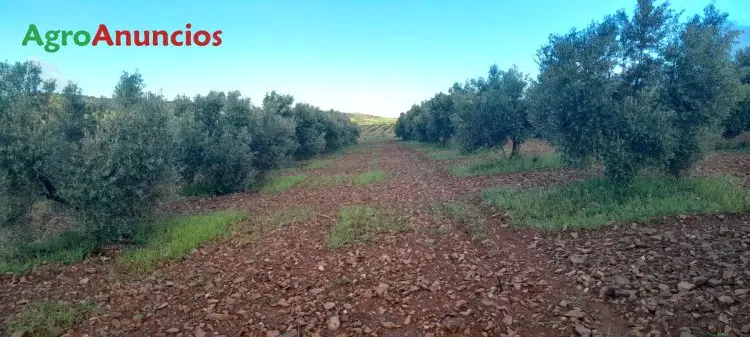 Finca 500 Olivos Picual Valdepeñas Ciudad Real