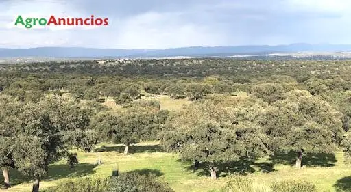Venta Finca Ganadera 202 Hectareas Cáceres