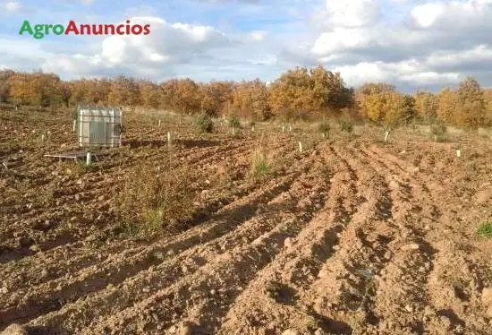 Venta  de Finca plantada de encinas truferas en Burgos