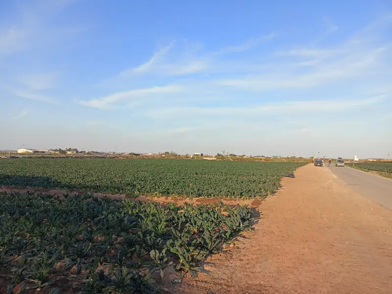 Venta Finca Balsicas Torre Pacheco Ref 1612