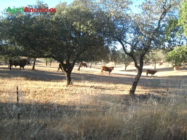 Venta  de Finca ganadera con regadío en Cáceres