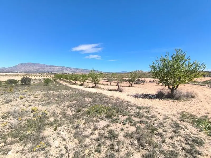 Almendro en Venta Jumilla Murcia 3640m2