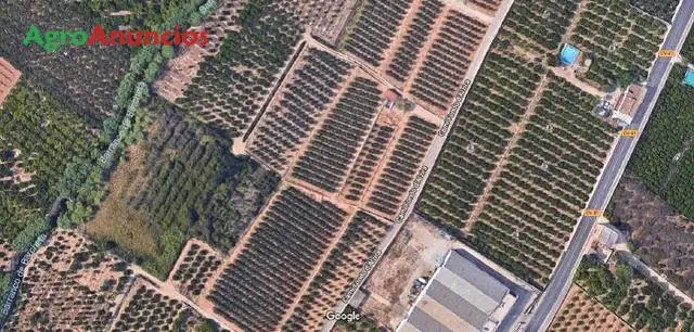 Venta  de Finca de caquis en Valencia