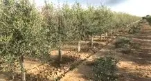 Venta  de Finca de olivar en espaldera Agrator ASR-2800 en Navarra