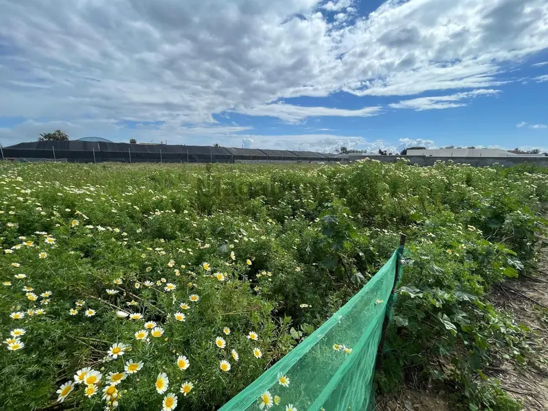 Venta Terreno Rustico 2500m2 La Jara Sanlucar Barrameda