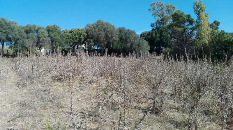 Venta Terreno Buenas Vistas Nájara Vejer de la Frontera