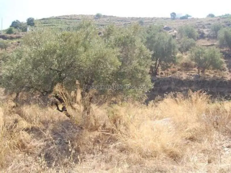 Parcela en Venta en Cómpeta con Vistas al Mediterráneo