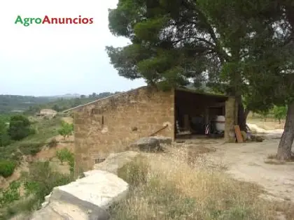 Venta  de Terreno de cultivo con almendros y olivar en Teruel