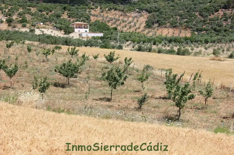 Venta Finca Pistachos Algodonales Sierra Cadiz