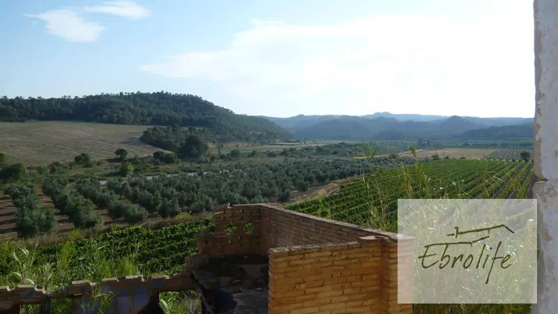 Finca Rustica 1942 Hectareas Olivos Viñedos Casa 200m2