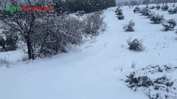 Venta  de Finca forestal de caza en Albacete