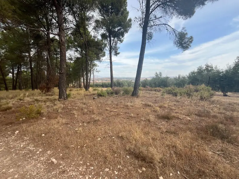 Venta Finca Olivos Sotillo Iznalloz