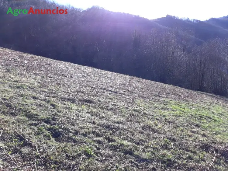 Venta  de Finca con cuadra en Asturias