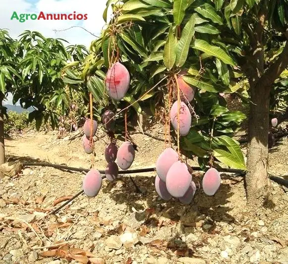 Venta  de Finca de subtropical mangos en Málaga