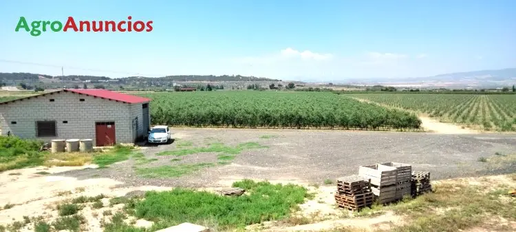 Venta  de Finca de olivos superintensivos en Navarra