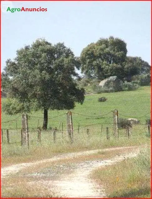 Venta  de Finca ganadera toda cercada en Cáceres