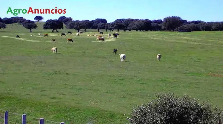 Compra  de Finca de regadío en Ciudad Real